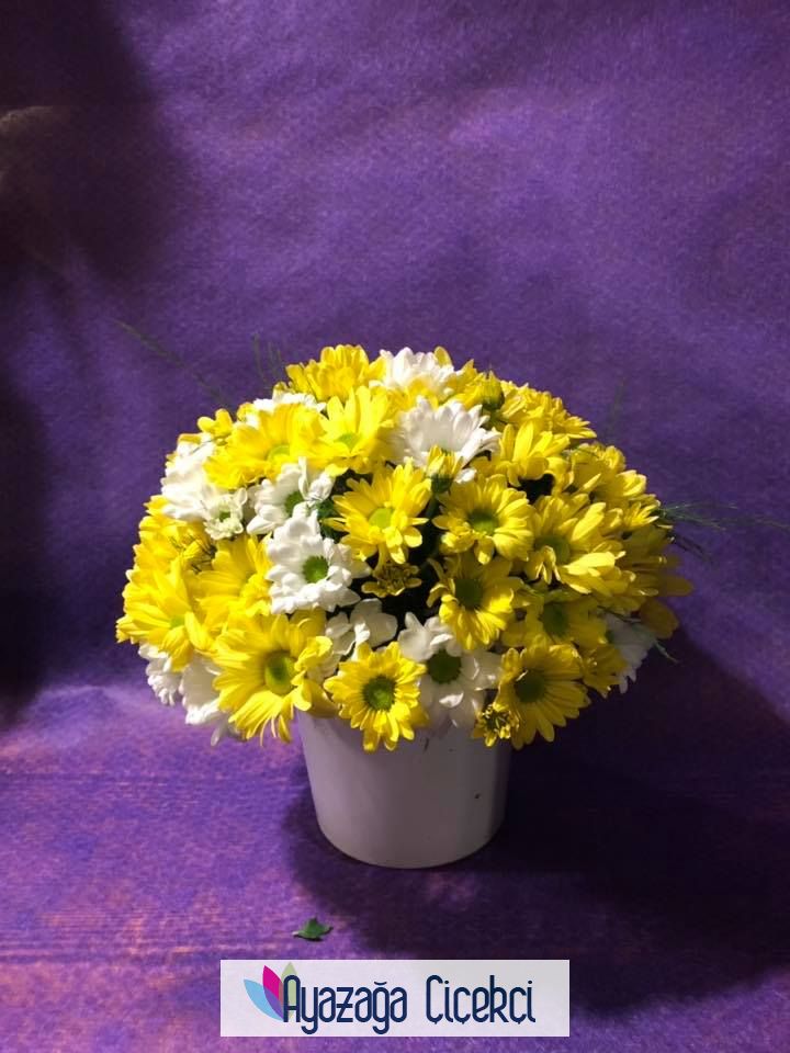 Kirçiçegi arajmani-ayz-48483