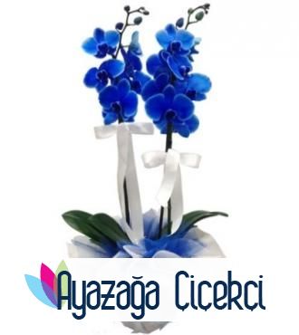 Mavi orkide saksi-ayz-01191
