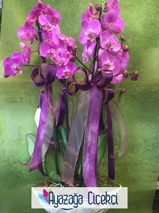 Orkide  Seramikli-an-823