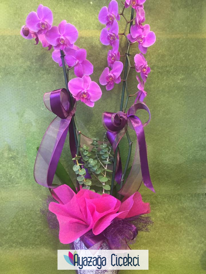 Orkide  Seramikli-an-9456