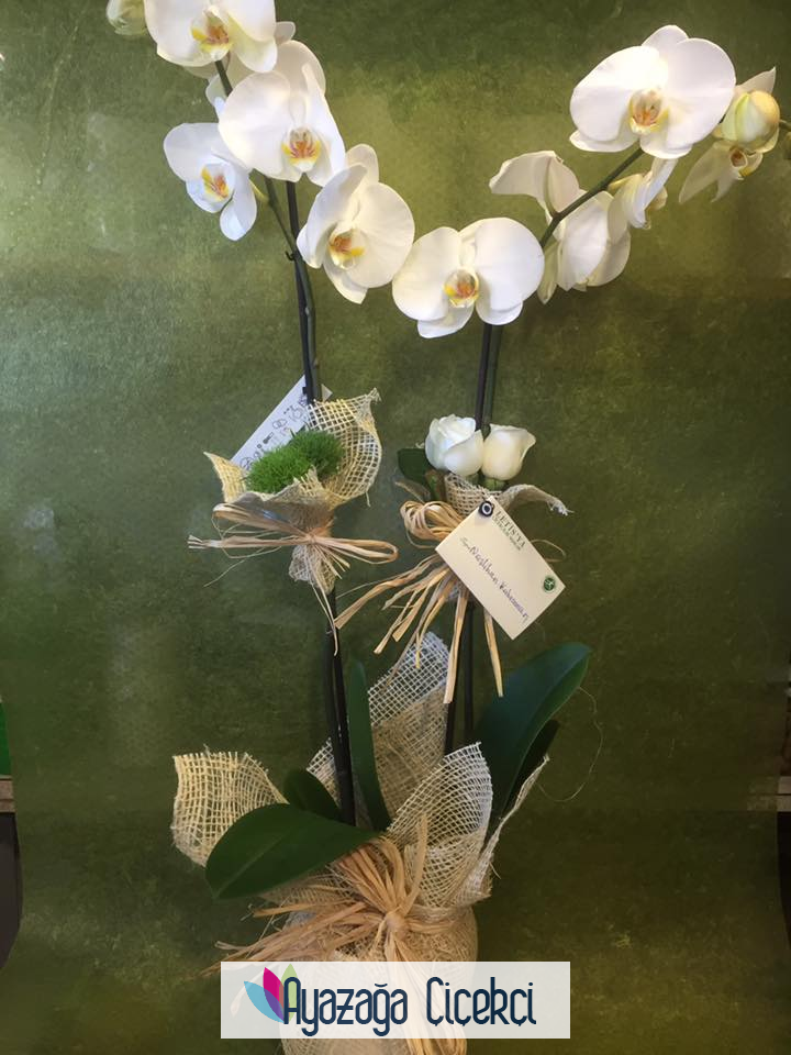 Orkide  Seramikli-ask-0390