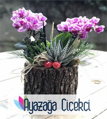 Orkide  fusya Seramikli-ayz-a6