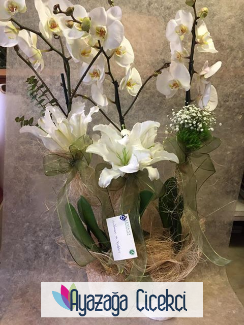 Orkide saksi-ask-122