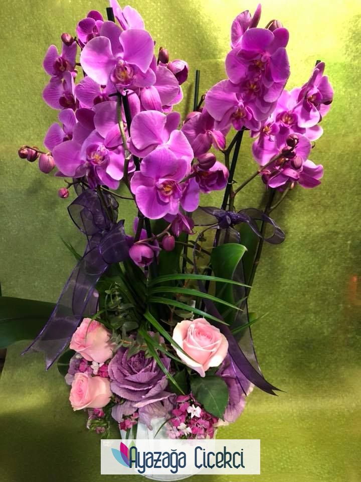 Orkide saksi-ayz-00223