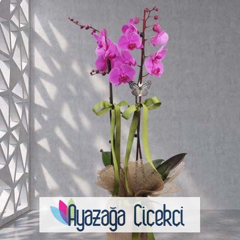 Orkide saksi-ayz-727272