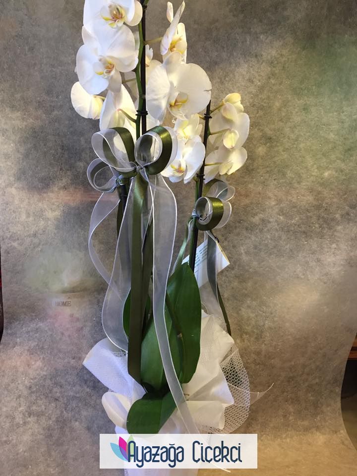 Orkide saksi beyaz-ayz-011912