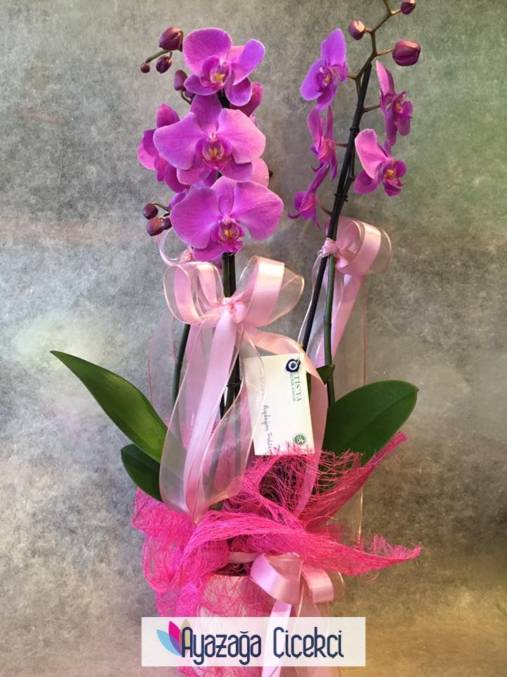 Orkide saksi fusya-ayz-01812