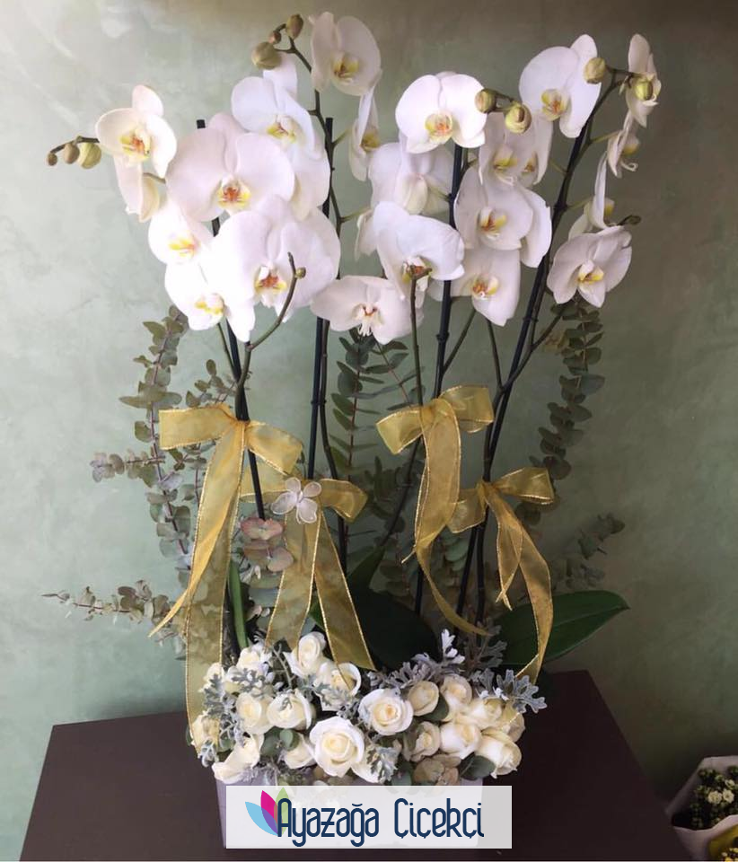Orkide saksi-teb-03