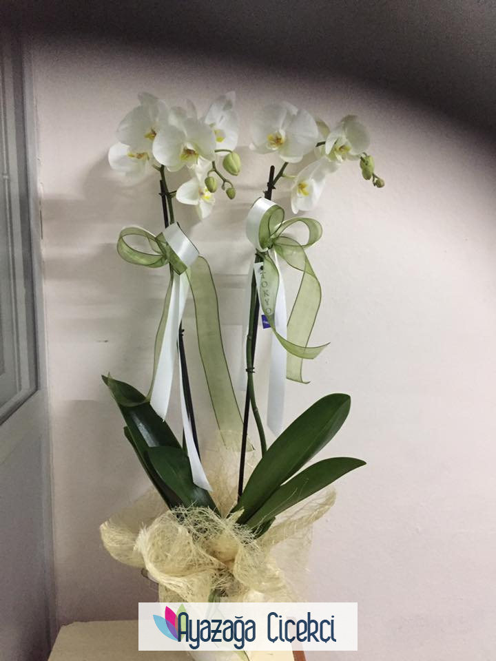 Orkide saksi-vip-027162