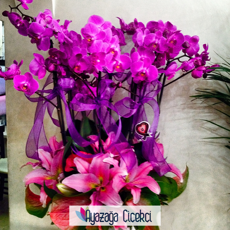 Saksi mandalina-öz-06