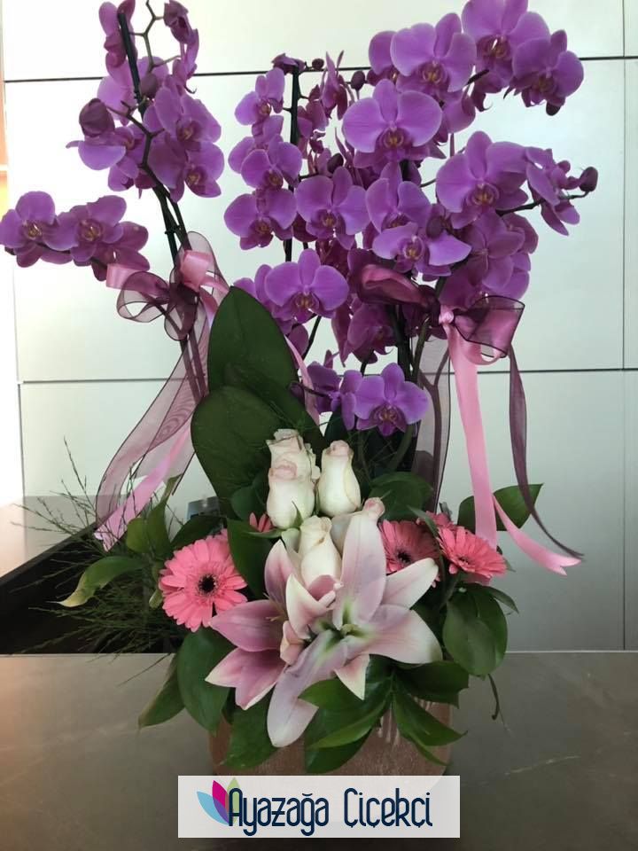 Vip orkide-ayz-67674